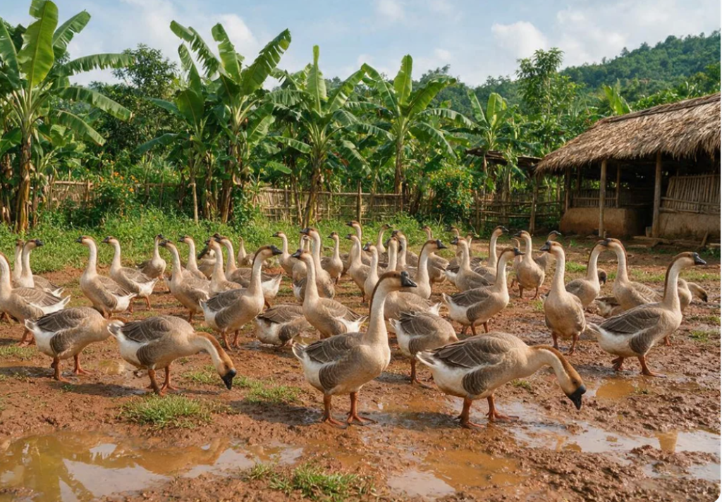 Đặc điểm nhận diện ngỗng sư tử thuần chủng Đặc điểm nhận diện ngỗng sư tử thuần chủng