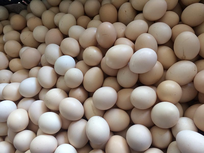 Gà Ai Cập Siêu Đẻ