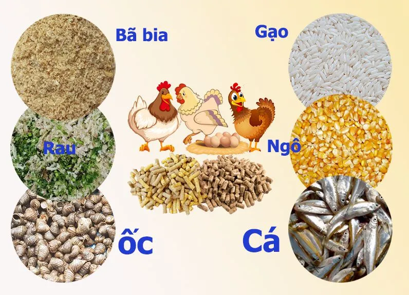 Kỹ Thuật Chăn Nuôi Gia Cầm Kỹ Thuật Chăn Nuôi Gia Cầm