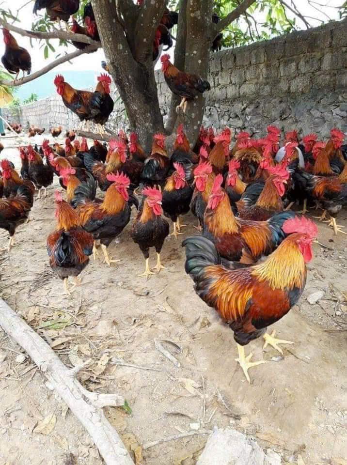 GÀ CHÍP TÀU MÃ MẬN