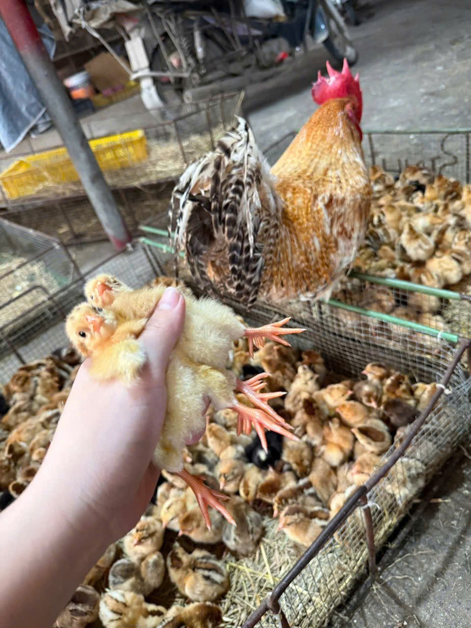 GÀ RI HOA MƠ, GÀ 9 CỰA