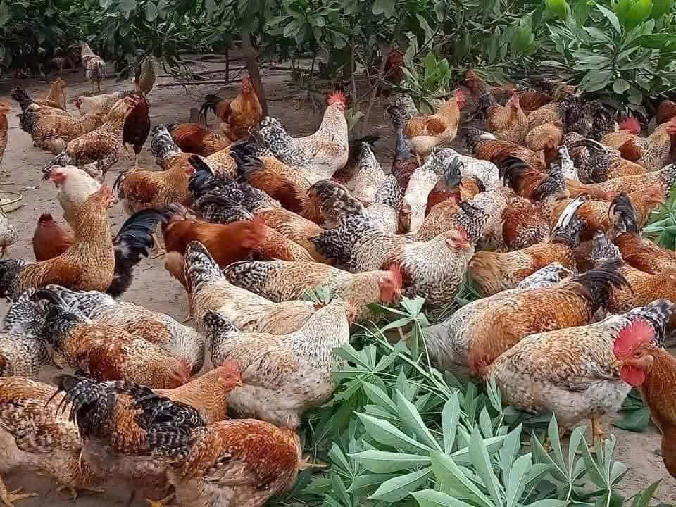 GÀ RI HOA MƠ, GÀ 9 CỰA
