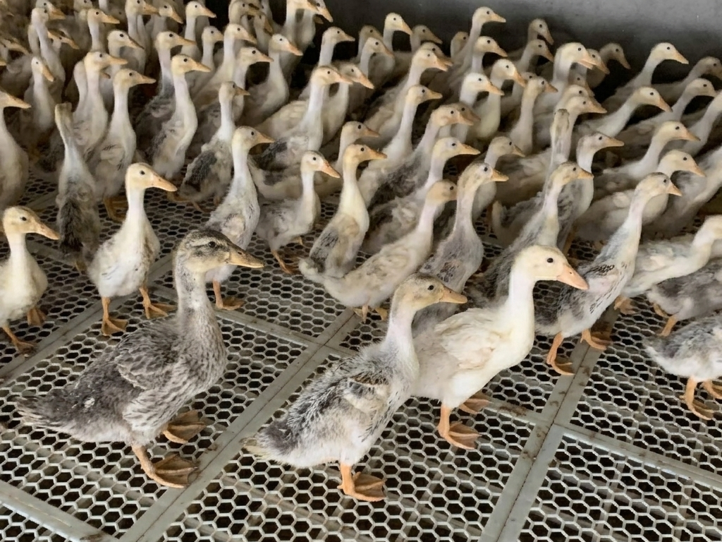 Tiêu Chuẩn Vịt Giống Khỏe Mạnh Tại Trại Nguyễn Hậu Tiêu Chuẩn Vịt Giống Khỏe Mạnh Tại Trại Nguyễn Hậu