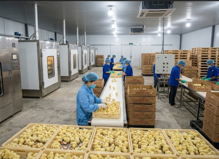 Mua Gà Giống Tại Trại Giống Nguyễn Hậu