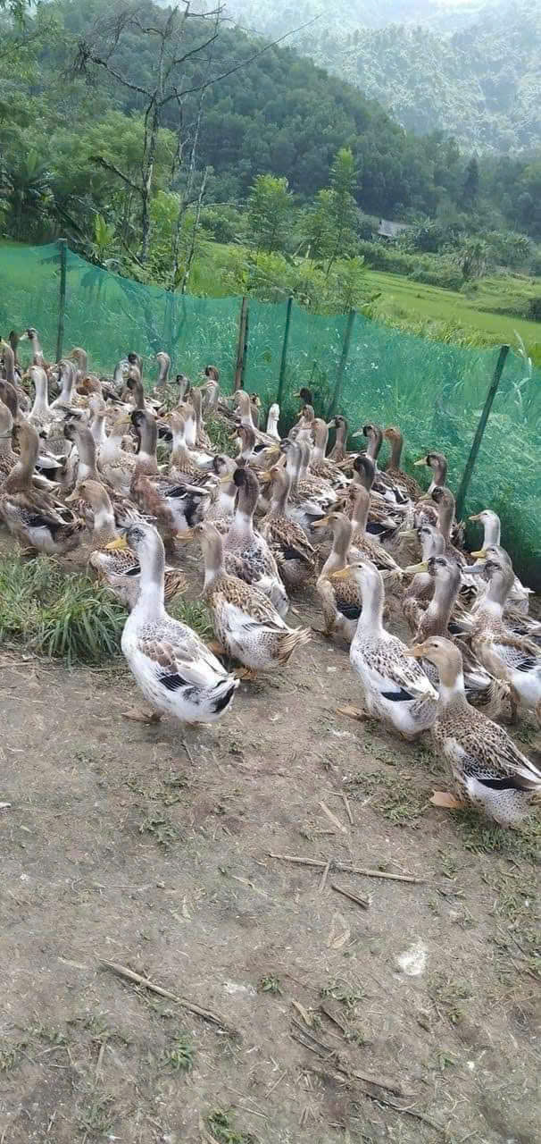 VỊT BẦU BIỂN, VỊT BẦU MỐC