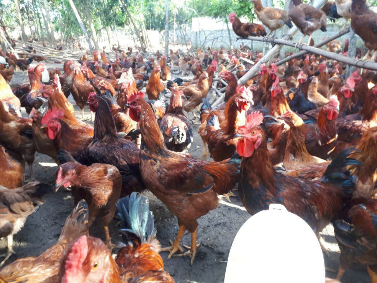GÀ LAI CHỌI NÒI