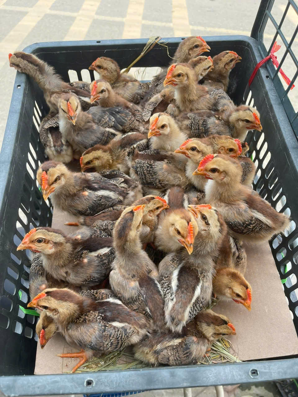 GÀ CHÍP TÀU MÃ MẬN
