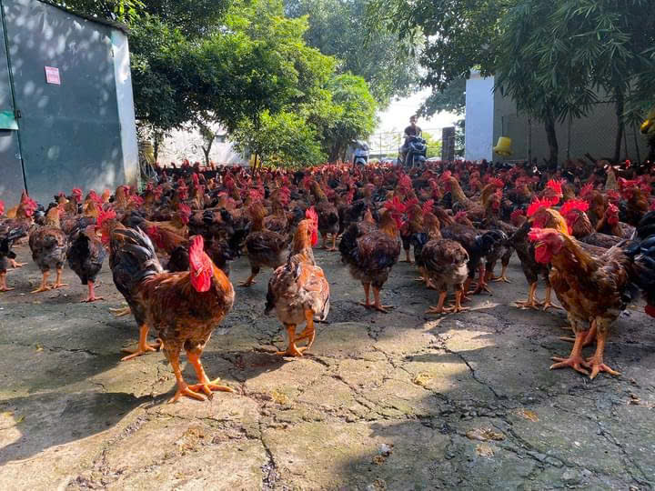 GÀ LAI HỒ THỤ TINH