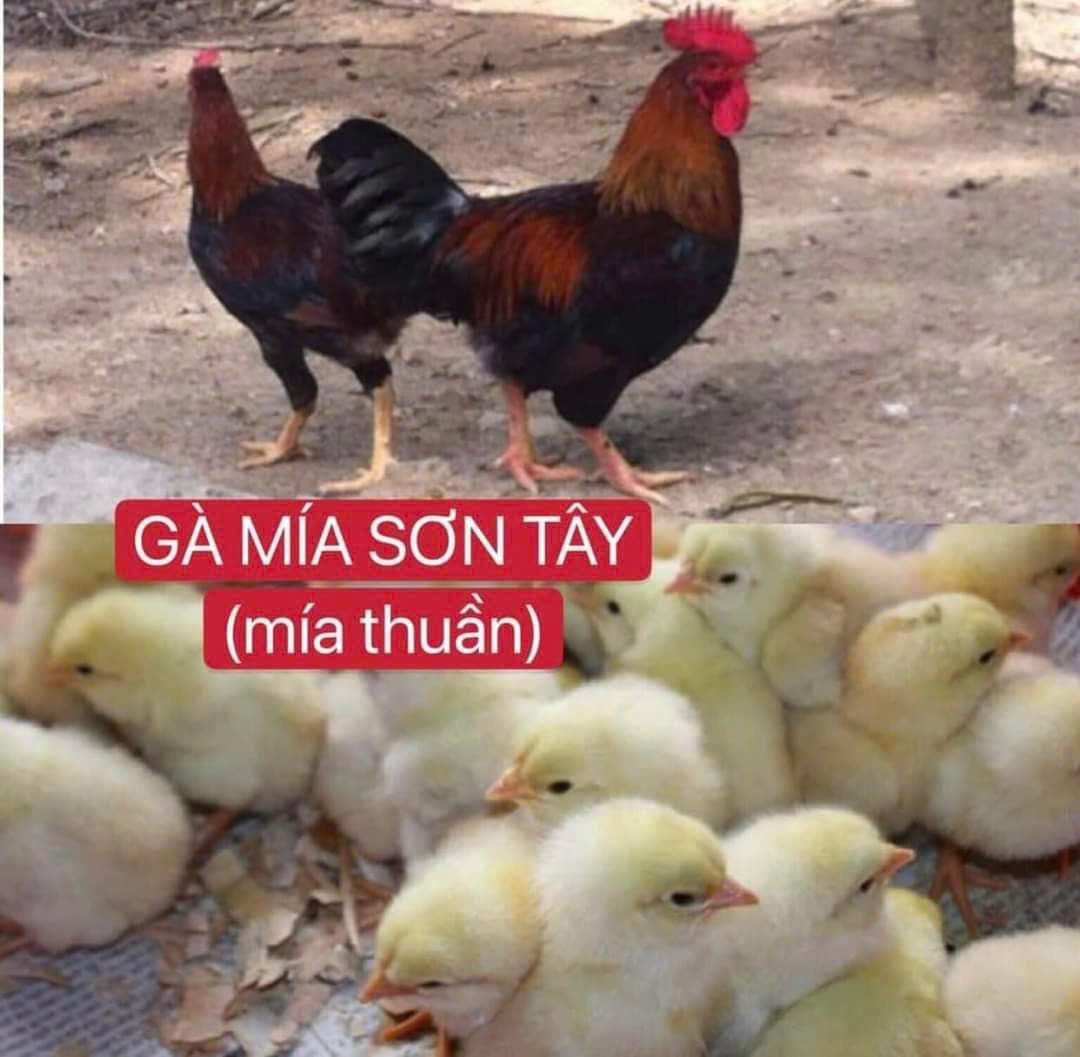 GÀ MÍA THUẦN, MÍA SƠN TÂY
