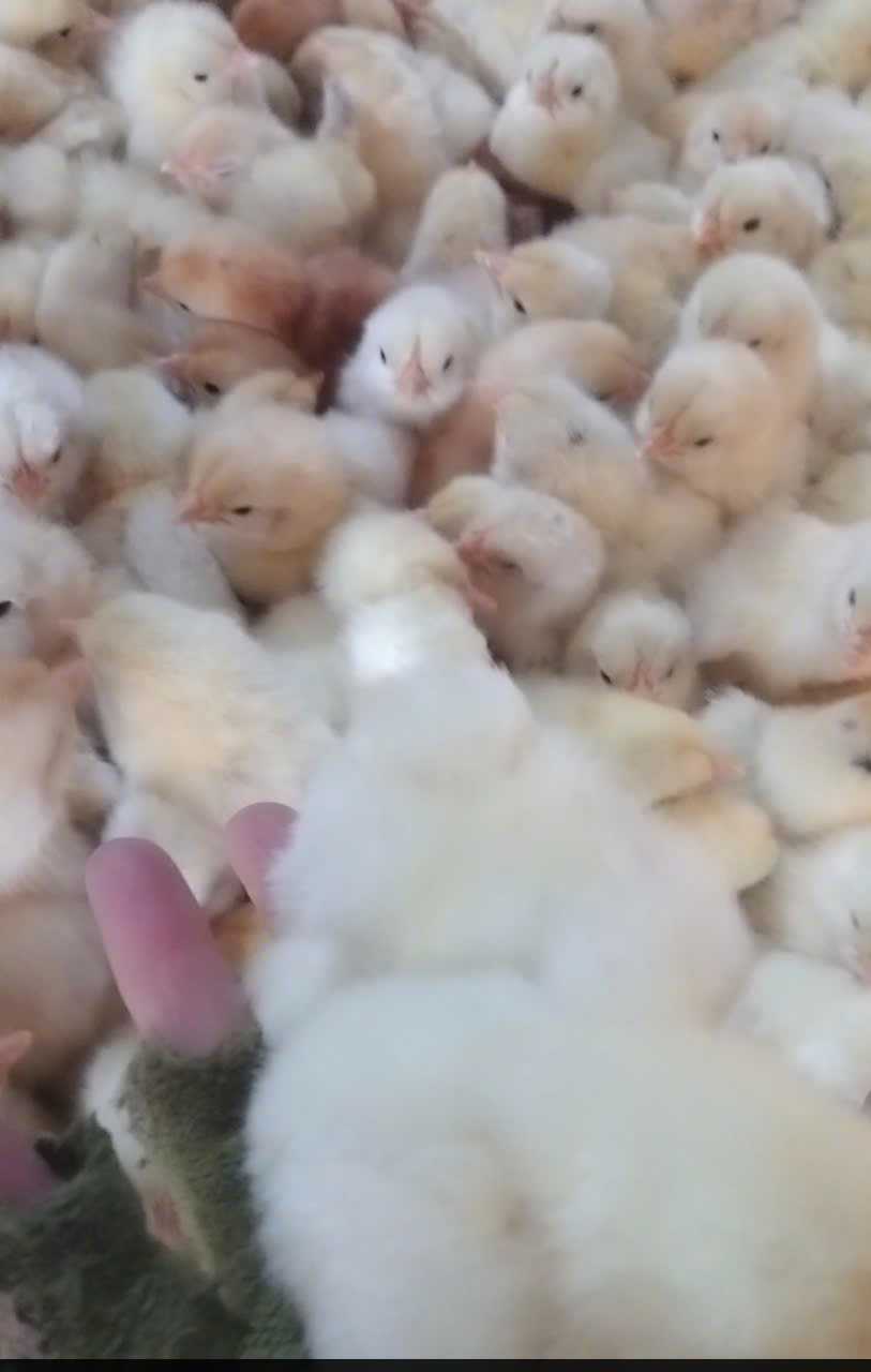 GÀ SIÊU ĐẺ AI CẬP TRẮNG
