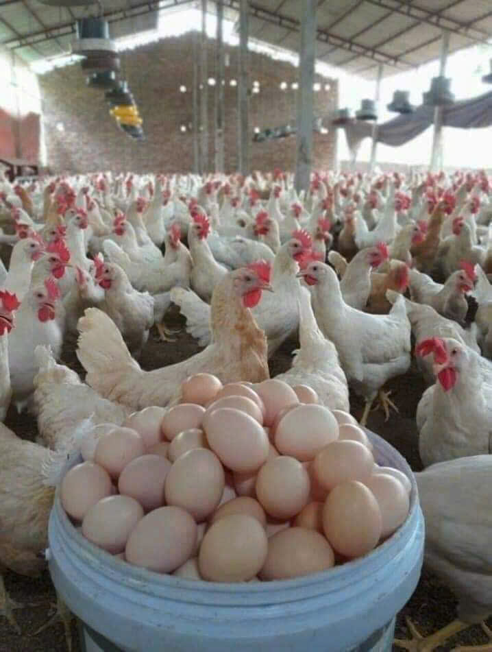GÀ SIÊU ĐẺ AI CẬP TRẮNG