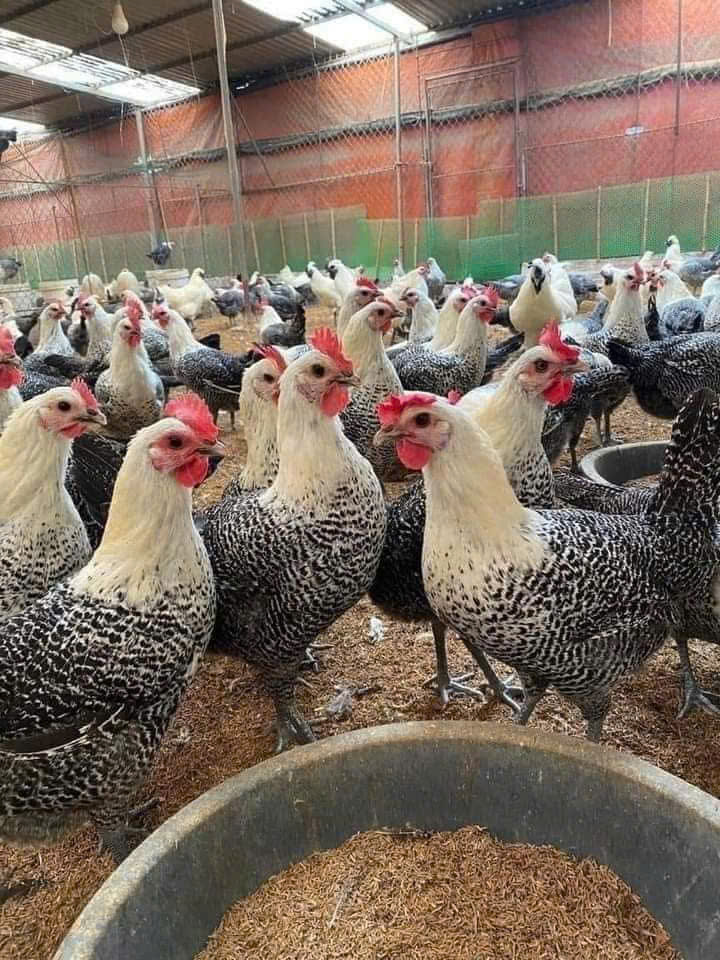 GÀ SIÊU ĐẺ AI CẬP HOA