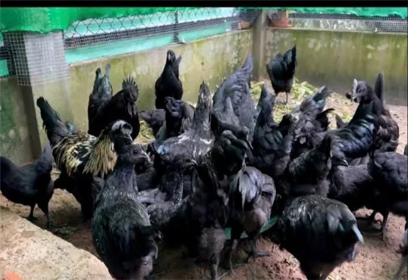 GIỐNG GÀ H'MÔNG ĐEN
