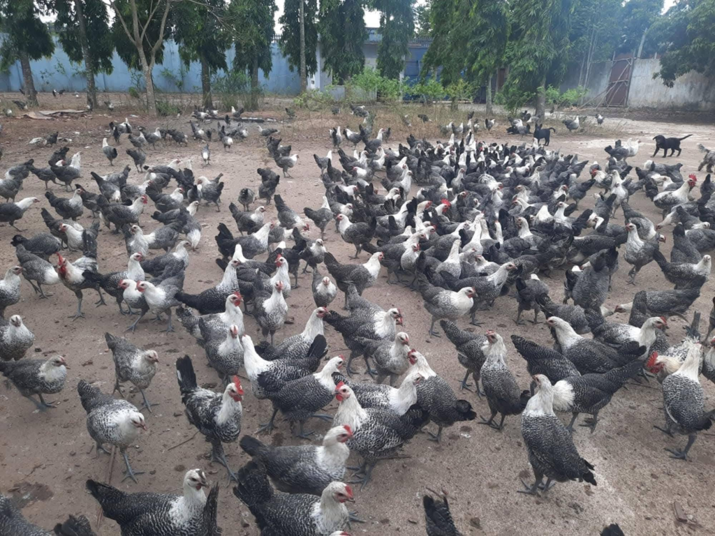  Gà Ai Cập Vằn