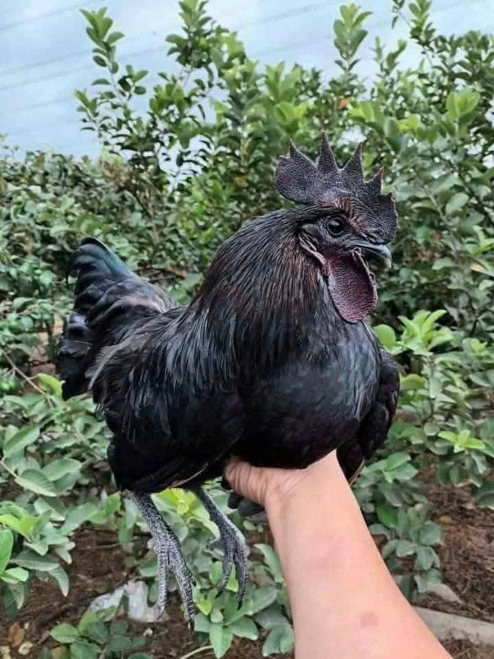 Giống Gà H'Mông / Gà Đen
