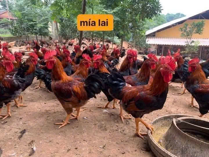 Mua Gà Giống Mua Gà Giống