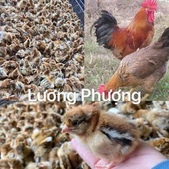 GÀ LƯỢNG PHƯỢNG