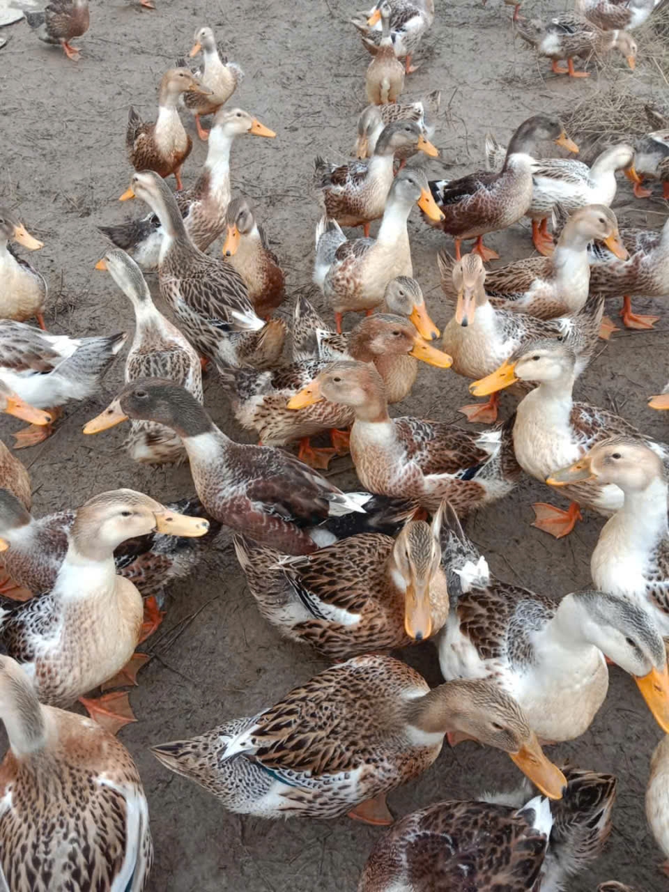 VỊT 4 CHẤM MỎ VÀNG, CHÂN VÀNG