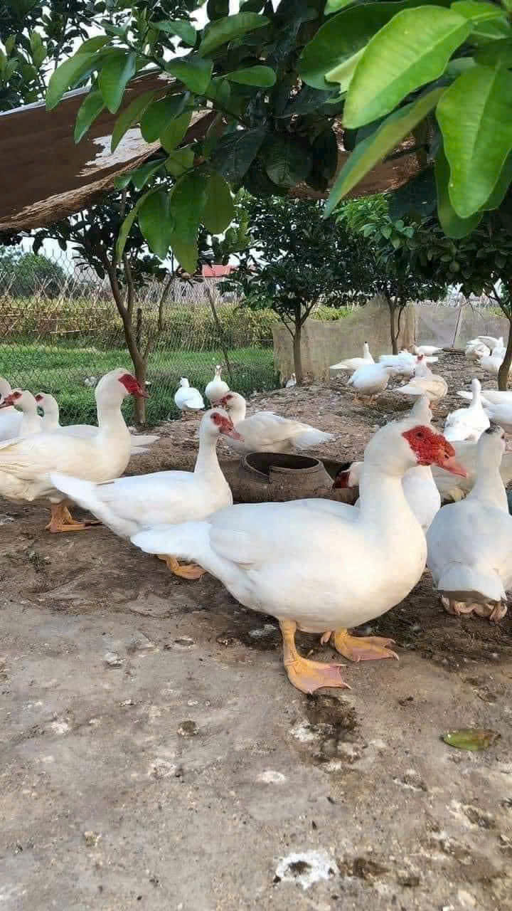 NGAN LAI PHÁP (NGAN TRẮNG R71)
