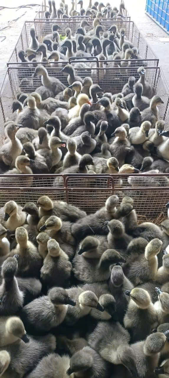 NGỖNG XÁM TRỜI