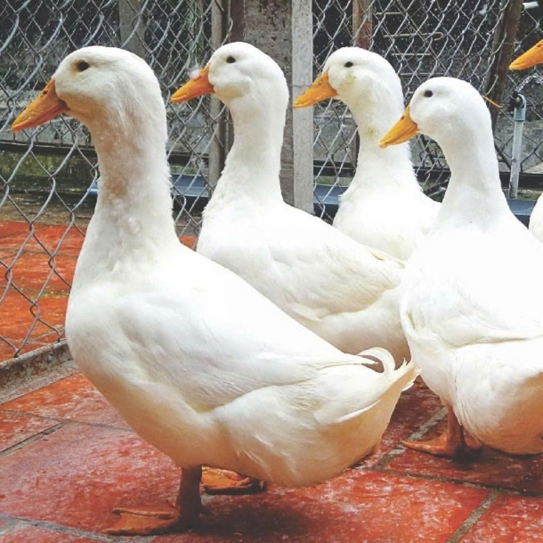 VỊT BƠ TO CÂN