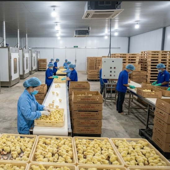 Trại Giống Gia Cầm Nguyễn Hậu Trại Giống Gia Cầm Nguyễn Hậu