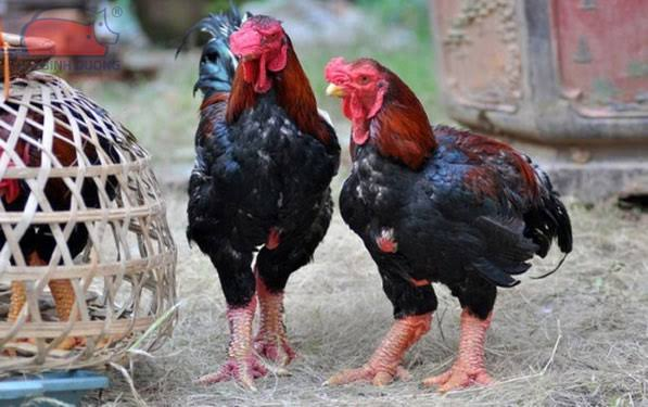 Giống Gà Hồ – Dòng Gà Tiến Vua Quý Hiếm Giống Gà Hồ – Dòng Gà Tiến Vua Quý Hiếm