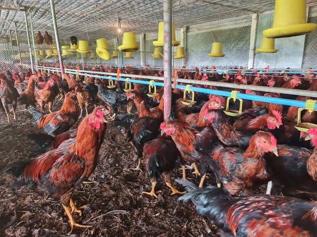 Gà Chọi, Lai Chọi – Thịt Đỏ Hồng Chắc Nịch Gà Chọi, Lai Chọi – Thịt Đỏ Hồng Chắc Nịch