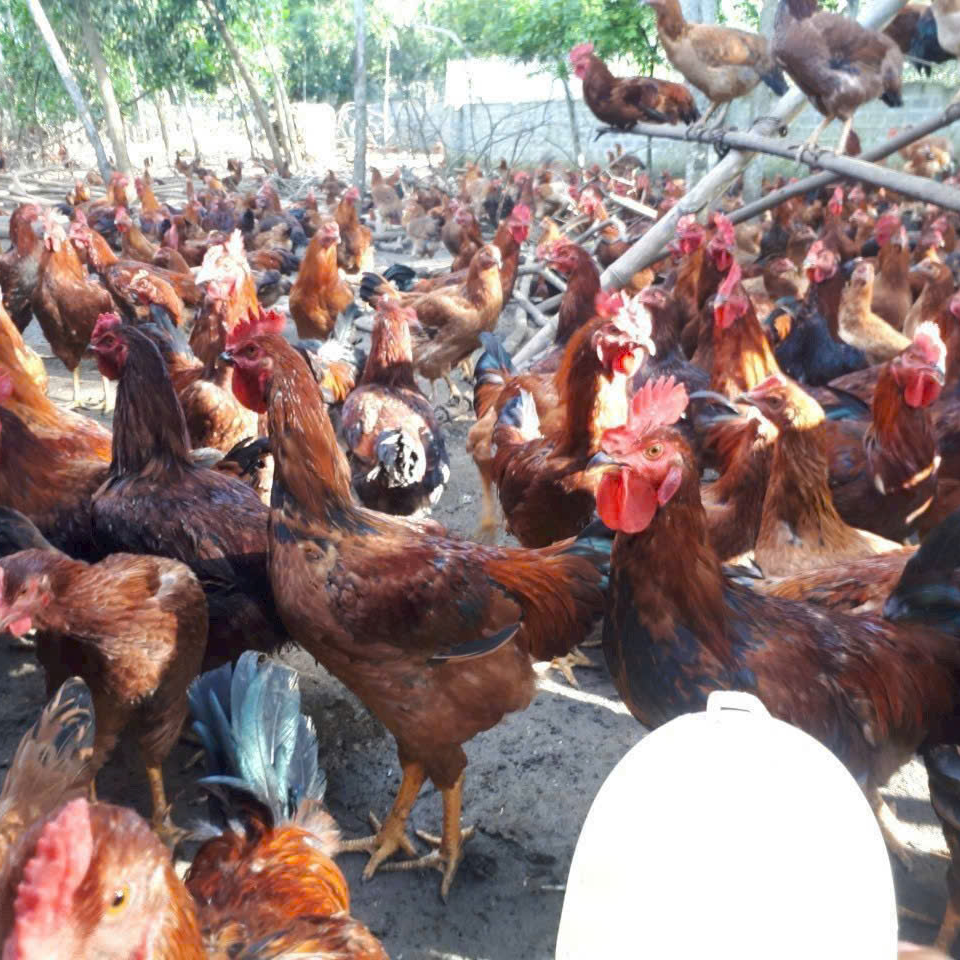 Trại Giống Gia Cầm Nguyễn Hậu Trại Giống Gia Cầm Nguyễn Hậu