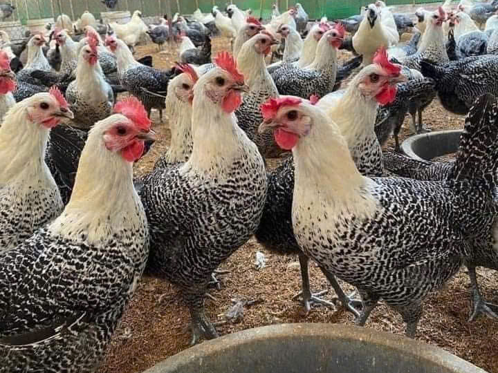 Mua Giống Gà Ai Cập Mua Giống Gà Ai Cập