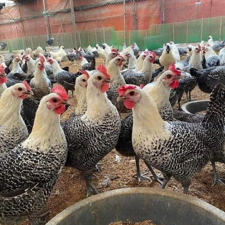 Gà Ai Cập Siêu Đẻ Gà Ai Cập Siêu Đẻ