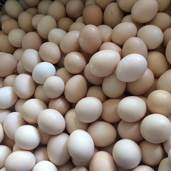 Giống Gà Siêu Trứng Thả Vườn Giống Gà Siêu Trứng Thả Vườn